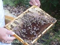 Medobraní s dětským dnem 2009