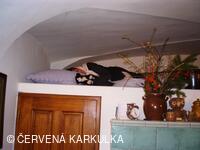 Ukládání Ježibaby mladé (tzn. bez vousů) k zimnímu spánku 31.12.2009